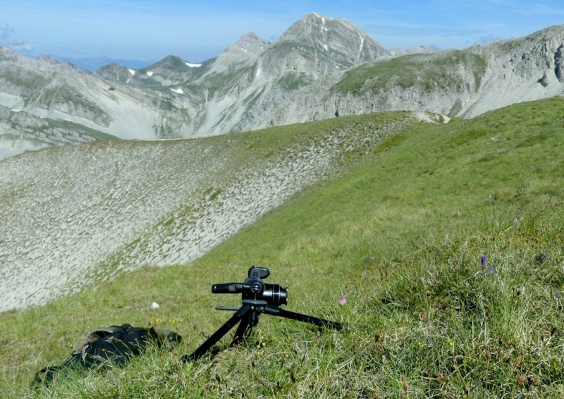 La Nigritella widderi nel Gran Sasso dItalia  luglio 2021.